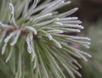 Close up rime frozen fir pine tree branch christamas winter firs stock photo Close up rime frozen fir pine tree branch christamas winter firs stock photo