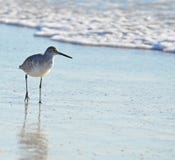 An American short bill dowitcher sandpiper bird hunting along seafoam covered sand. stock image An American short bill dowitcher sandpiper bird hunting along seafoam covered sand. stock image