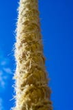 Close-up of rope rope leading up to the clouds with a soft background royalty free stock photo Close-up of rope rope leading up to the clouds with a soft background royalty free stock photo