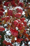 Close-up of rowan berries in the snow with a soft blurred background royalty free stock image Close-up of rowan berries in the snow with a soft blurred background royalty free stock image