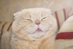 Close up Satisfied smiling scottish fold cream tabby lop-eared c royalty free stock photos Close up Satisfied smiling scottish fold cream tabby lop-eared c royalty free stock photos