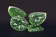 Close up of Scindapsus Pictus Argyreus Satin Pothos plant leaves on dark background royalty free stock photo Close up of Scindapsus Pictus Argyreus Satin Pothos plant leaves on dark background royalty free stock photo