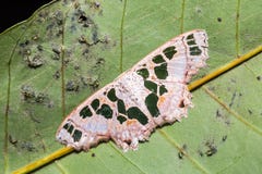 Antitrygodes divisaria moth Royalty Free Stock Images Antitrygodes divisaria moth Royalty Free Stock Images