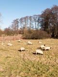 Close up of sheep resting grazing eating grass in field summer spring. Essex; england; uk Stock Photos Close up of sheep resting grazing eating grass in field summer spring. Essex; england; uk Stock Photos