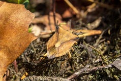 Shield bug Carpocoris fuscispinus hiding under old leaves Stock Image Shield bug Carpocoris fuscispinus hiding under old leaves Stock Image