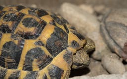 Turtle face and shell details macro shot royalty free stock photo Turtle face and shell details macro shot royalty free stock photo