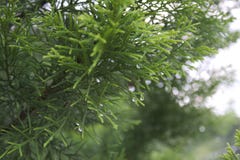 Close up of shrubbery in garden Stock Images Close up of shrubbery in garden Stock Images