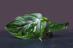 Close up of a single exotic tropical Monstera Adansonii, small windowleaf cheese plant leaf cutting, stock image Close up of a single exotic tropical Monstera Adansonii, small windowleaf cheese plant leaf cutting, stock image