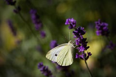Small White Butterfly Sitting and Feeding on a Lavender Flower