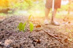 close up soil fertilizer Organic farming nature stock photos close up soil fertilizer Organic farming nature stock photos