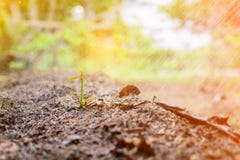 close up soil fertilizer Organic farming nature royalty free stock photos close up soil fertilizer Organic farming nature royalty free stock photos