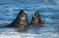 Close-up of Southern elephant seals fighting in water stock images Close-up of Southern elephant seals fighting in water stock images