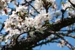 Spring blooming in garden Stock Photo Spring blooming in garden Stock Photo