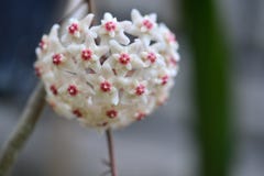 White Flower Hoya Carnosa stock photos White Flower Hoya Carnosa stock photos