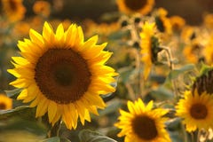 close up of sunflower growing in the field backlit by the light of the setting sun august poland sunflower helianthus annuus in