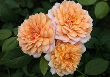 Close up of three peach colored Grace hybrid shrub roses with green leaves in background royalty free stock images Close up of three peach colored Grace hybrid shrub roses with green leaves in background royalty free stock images