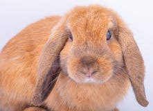Close up to the face of little brown bunny rabbit with long ears on white background royalty free stock images Close up to the face of little brown bunny rabbit with long ears on white background royalty free stock images