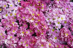 Top view colorful pink and white chrysanthemums flowers blooming with yellow pollen patterns for texture or background, royalty free stock photography Top view colorful pink and white chrysanthemums flowers blooming with yellow pollen patterns for texture or background, royalty free stock photography