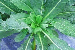 Top view green brassica alboglabrat with water drops on background royalty free stock photo Top view green brassica alboglabrat with water drops on background royalty free stock photo