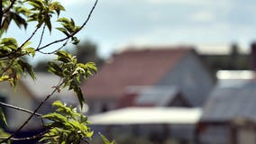 Close-up of tree branches swaying in wind. Green leaves on branches of tree swaying in wind on background of house and stock photos Close-up of tree branches swaying in wind. Green leaves on branches of tree swaying in wind on background of house and stock photos