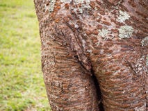 Close-up of a tree trunk. Stock Image Close-up of a tree trunk. Stock Image