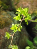 Close up of a twig of the common hawthorn with budding bright green spring leaves busting out from the branches Royalty Free Stock Photos Close up of a twig of the common hawthorn with budding bright green spring leaves busting out from the branches Royalty Free Stock Photos