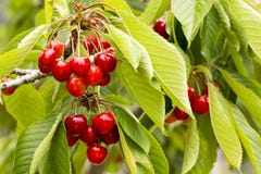 Close up of a twig with fresh juicy cherries. Shallow depth of focus. Concept farming royalty free stock photography Close up of a twig with fresh juicy cherries. Shallow depth of focus. Concept farming royalty free stock photography