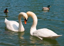 Close-up Two White Swans On Lake Stock Images