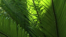 Close-up van de bladeren en de wind van Cycads in natuurlijk licht Close-up van de bladeren en de wind van Cycads in natuurlijk licht