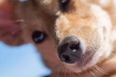 Close-up van de neus en de snuit van weinig hond in nadruk stock foto Close-up van de neus en de snuit van weinig hond in nadruk stock foto