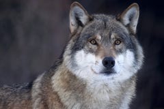 Close-up van een Grijze wolf (wolfszweer Canis) stock foto's Close-up van een Grijze wolf (wolfszweer Canis) stock foto's