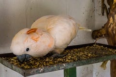 Close-up van een roze kaketoe die zaden, het dierlijke voeden, tropische vogel van Australië, populair huisdier in aviculture et stock afbeelding Close-up van een roze kaketoe die zaden, het dierlijke voeden, tropische vogel van Australië, populair huisdier in aviculture et stock afbeelding