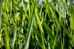 Close-up van groen riet Stock Fotografie Close-up van groen riet Stock Fotografie