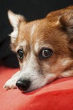 Close-up van het gezicht die van de hond op bed liggen en bij de camera staren royalty-vrije stock foto Close-up van het gezicht die van de hond op bed liggen en bij de camera staren royalty-vrije stock foto