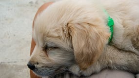 Close-up van het leuke puppy van slaaplabrador retriever stock foto Close-up van het leuke puppy van slaaplabrador retriever stock foto