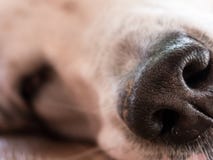 Close-up van hond` s neus royalty-vrije stock afbeelding Close-up van hond` s neus royalty-vrije stock afbeelding