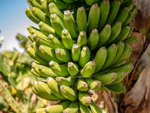 Close-up van nog groene bananen royalty-vrije stock foto's Close-up van nog groene bananen royalty-vrije stock foto's