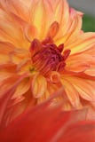 Close-up van Oranje Dahlia Flower stock foto Close-up van Oranje Dahlia Flower stock foto