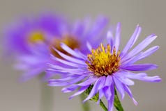 Close-up van purpere Aster drie en meeldraad Stock Foto's Close-up van purpere Aster drie en meeldraad Stock Foto's