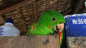 Close-up van vriendschappelijke en leuke Monnik Parakeet De groene Quaker-papegaai zit naast een doos stock foto Close-up van vriendschappelijke en leuke Monnik Parakeet De groene Quaker-papegaai zit naast een doos stock foto
