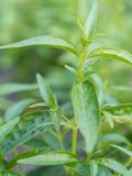 Close-up vers groen kruid genoemd Indische Echinacea of Kariyat ( stock foto Close-up vers groen kruid genoemd Indische Echinacea of Kariyat ( stock foto