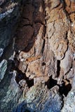 Close-up view on the bark of the old tree stock photos Close-up view on the bark of the old tree stock photos