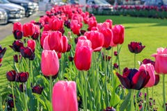 Close-up view of beautiful pink and dark red tulips on green grass at Nyon city flowerbed along road at bright spring summer day. stock photo Close-up view of beautiful pink and dark red tulips on green grass at Nyon city flowerbed along road at bright spring summer day. stock photo
