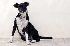 Black White Mutt Dog Stock Images - Download 2,427 Royalty Free Photos