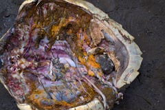 Close up view of butchered sea turtle stock photography Close up view of butchered sea turtle stock photography