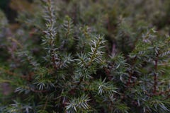 Close up view of a christmas bush in a forest