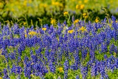 Close up View of a Field Blanketed with the Famous Texas Bluebonnet and Other Assorted Wildflowers