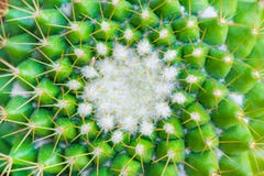 A green cactus mammillaria as background, texture stock photos A green cactus mammillaria as background, texture stock photos