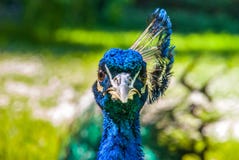 Close up view of The Indian peafowl or blue peafowl Pavo cristatus royalty free stock image Close up view of The Indian peafowl or blue peafowl Pavo cristatus royalty free stock image