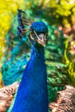 Close up view of The Indian peafowl or blue peafowl Pavo cristatus stock image Close up view of The Indian peafowl or blue peafowl Pavo cristatus stock image